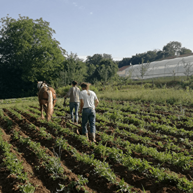 Les jardins et la conserverie de Théophile