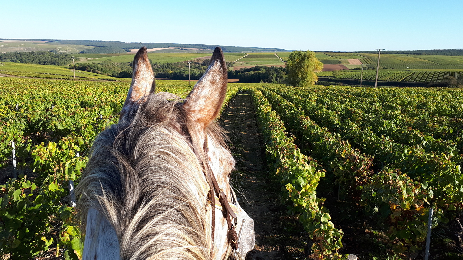 À Cheval dans l'Yonne