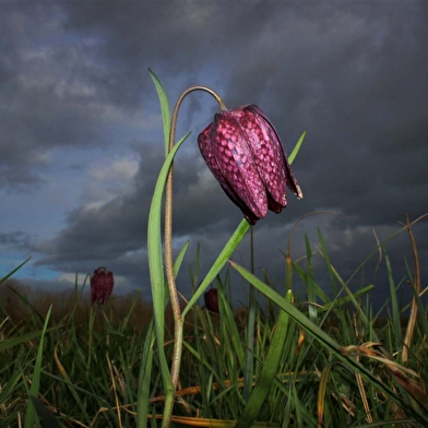 Circuit des prairies du Val de Saône