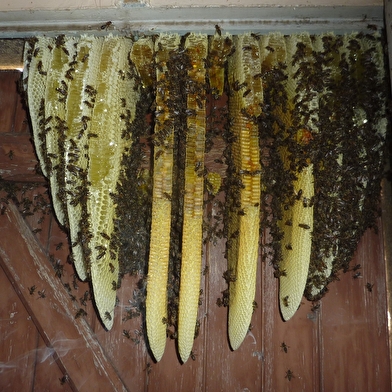 Miellerie Gabriel Putigny