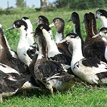 Foie Gras Rabuat et Fils - MERE