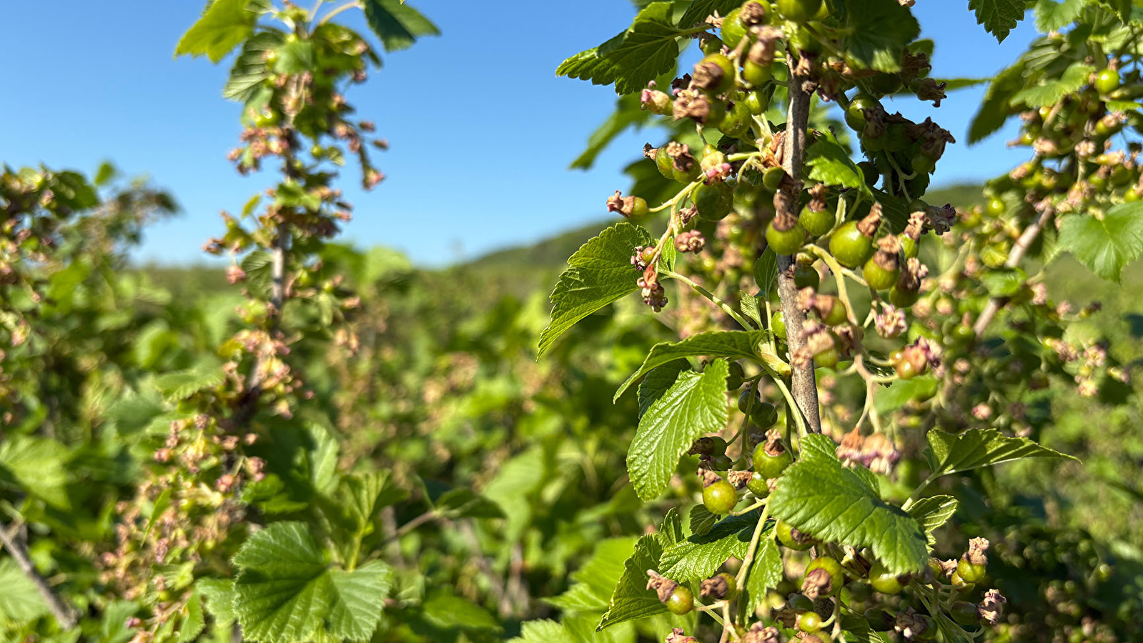 Route du Cassis en Côte-d'Or, Dijon à Nuits-Saint-Georges