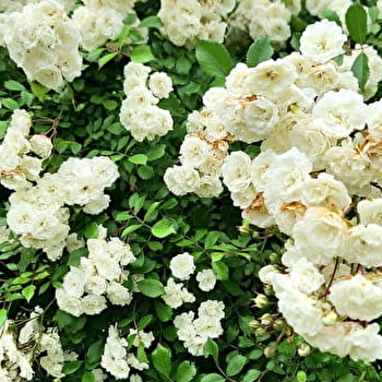 Le Jardin des Nouvelles - ARBOIS