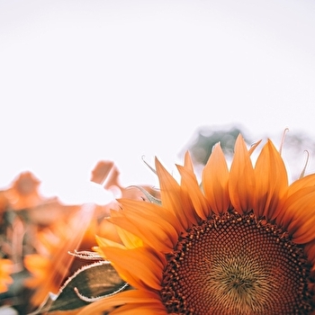 François Hodille - CORNOT