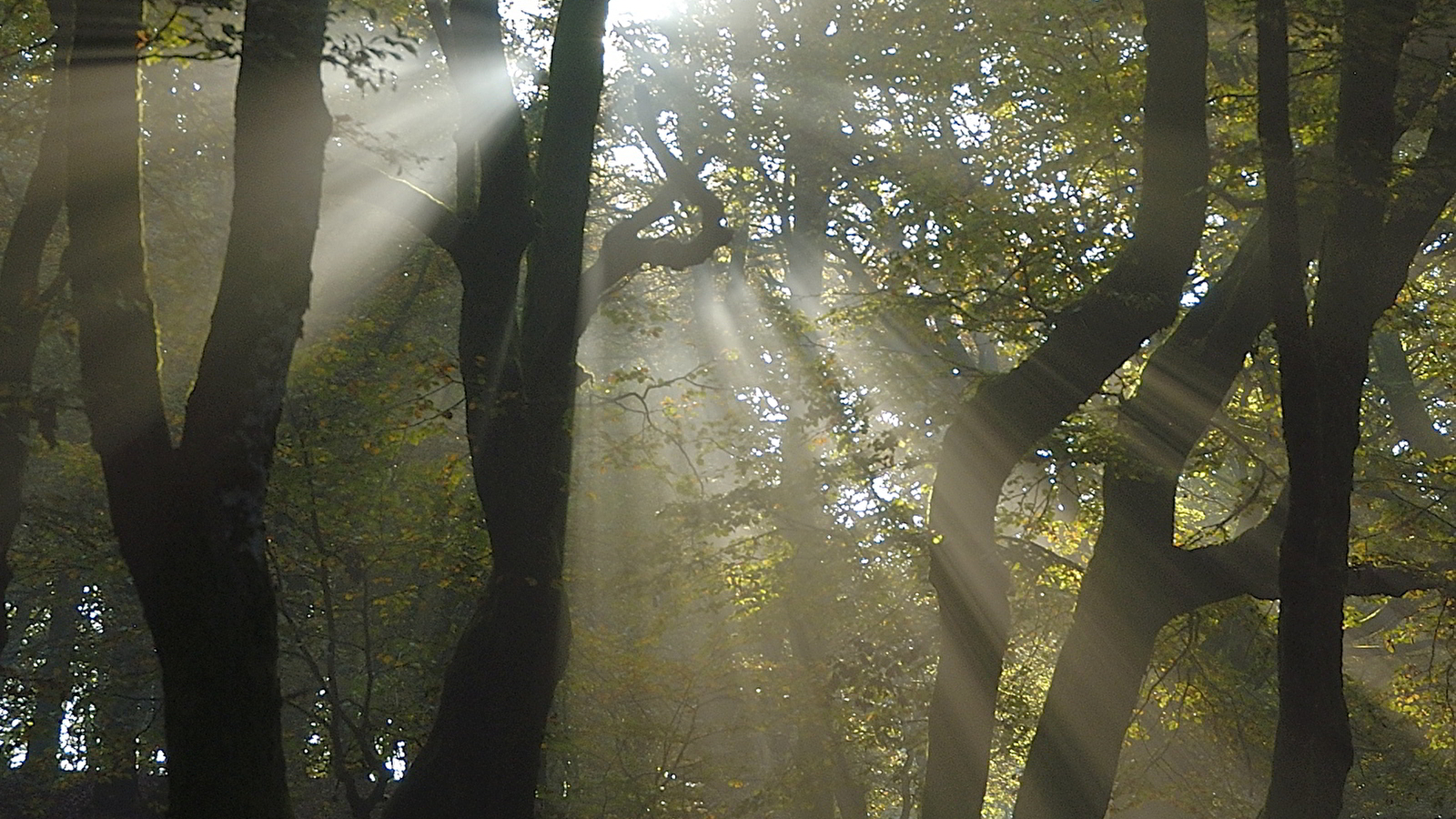 Jour de forêt à Bibracte