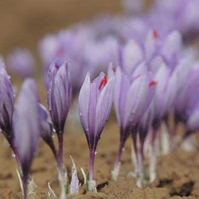 Safran du Nivernais Morvan