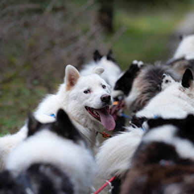 La vallée des laïkas - kart, cani-trottinette et cani-rando