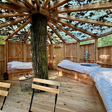 Nids d'Aurore et des PiousPious