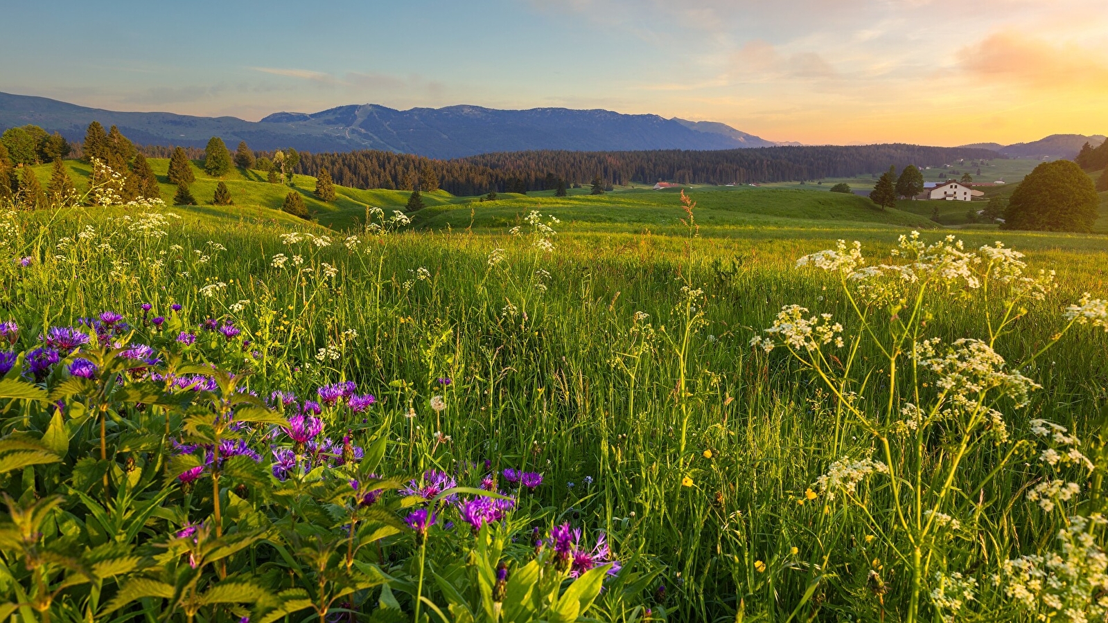 Les Platières - 15R