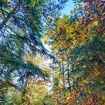 Kanwita - Ateliers et sorties Nature au coeur de la forêt - MARCIGNY