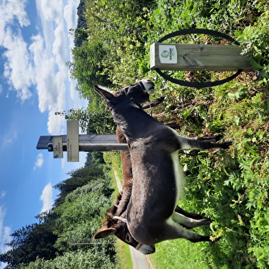 Séjour en itinérance dans le Haut-Jura, au pas de l'âne