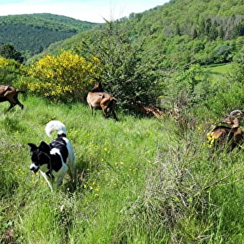 Chèvrerie de Palaizot - MOUX-EN-MORVAN