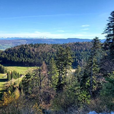 Parcours VTT 63 bleu - La Borne des 3 Cantons - Espace VTT Ain Forestière