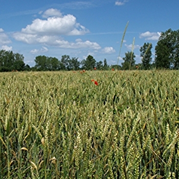 Sur les petites routes de Bresse - SAINT-USUGE