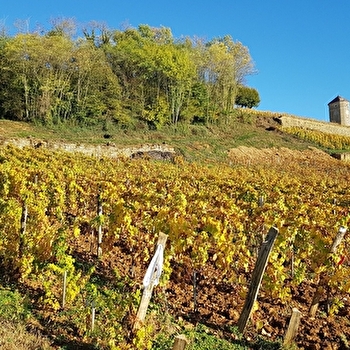 Sentier du Trousseau - ARBOIS