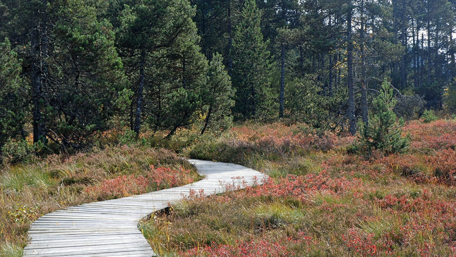 Rando pédestre - Tourbière de Prénovel & belvédère sur le fort