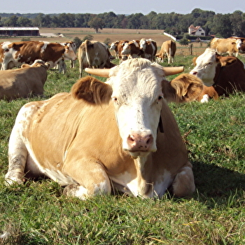 EARL Trésillard Devulder - NOIRON-SUR-BEZE