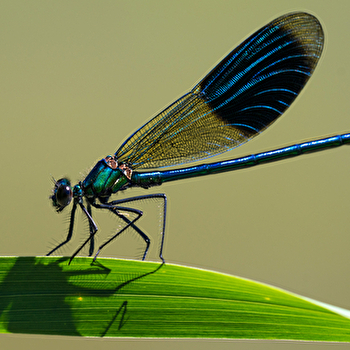 Inventaire participatif - Libellules et papillons - PARCEY