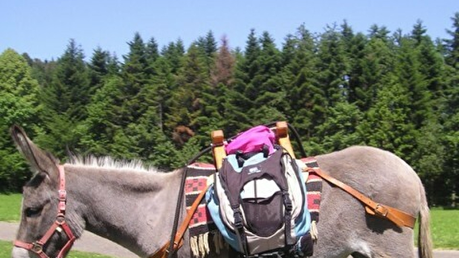 Balades en ânes 'association bel'ane'