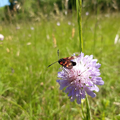 L'ancien Chêne Président