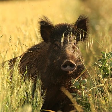 Affût nocturne _ENS2026  'sur réservation'