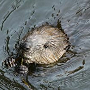 Sortie nature : En bateau à la rencontre des castors - MARZY