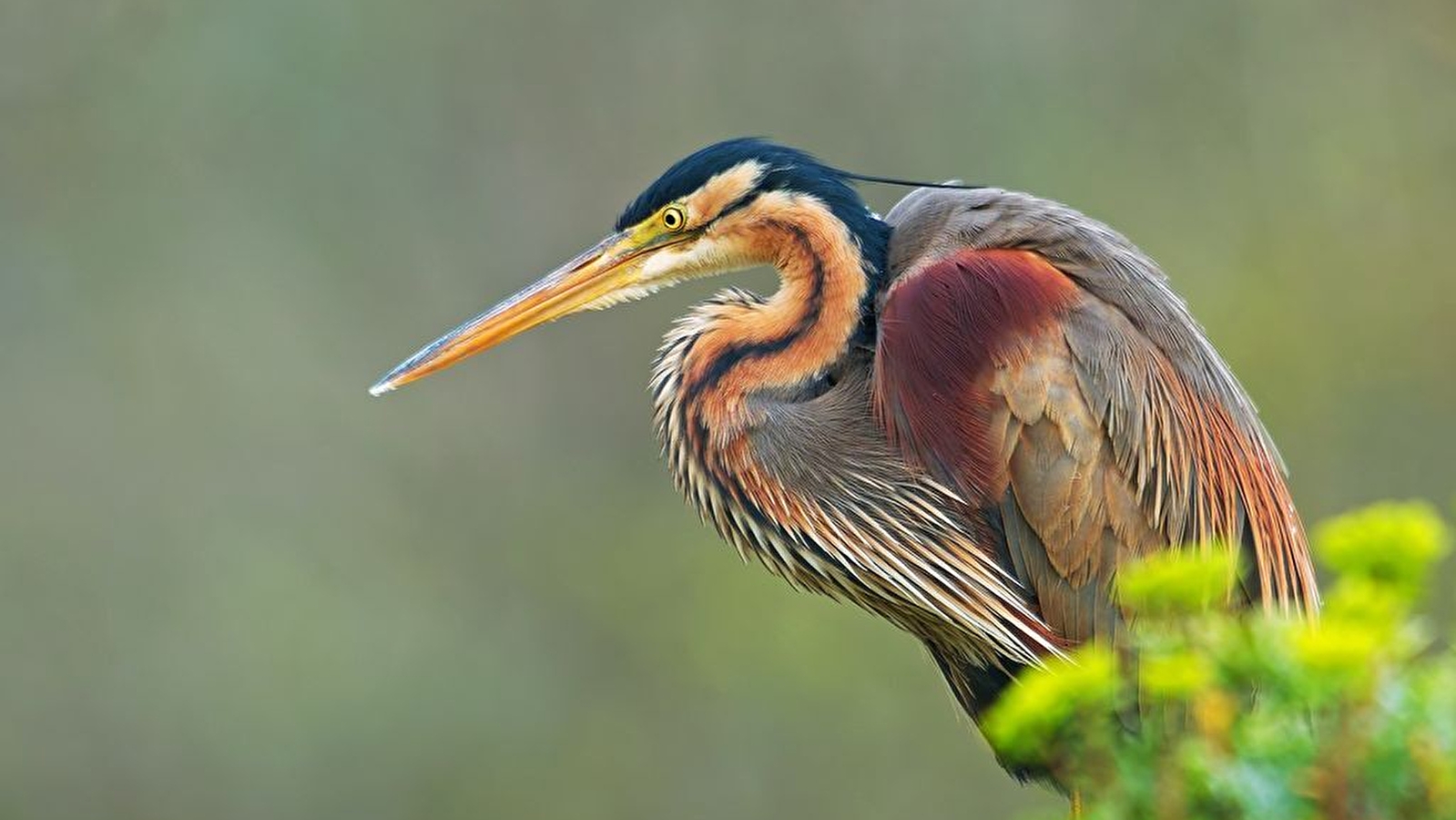 Les oiseaux nicheurs de l'étang de Pontoux