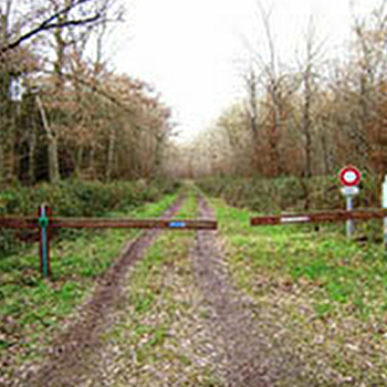 Forêt des Amognes - SAINT-BENIN-D'AZY
