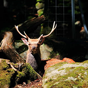 Retour à la campagne et éveil des sens  - MEURCOURT