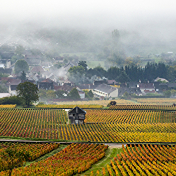 Chemins de Bourgogne - Journée en Côte de Beaune et Côte de Nuits - DIJON