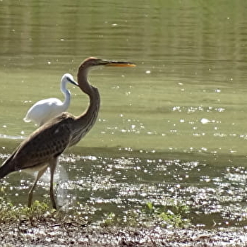 Printemps des ENS de Saône-et-Loire : l'Etang de Pontoux - PONTOUX