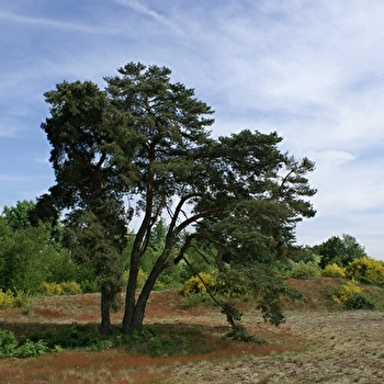 Boucle vélo loisirs de l'Ain à vélo : Dunes et bocage - SERMOYER