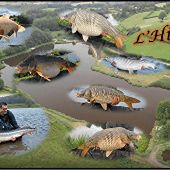 l'Hibiscus carpe  - SAINT-MARTIN-DU-PUY