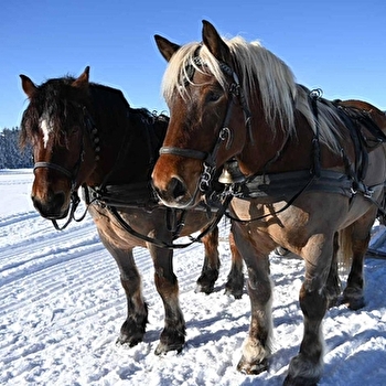 La calèche des Chauvins - GRANDE-RIVIERE CHATEAU