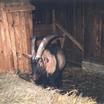 Ferme Desmoutiers et Breton - BRANCHES
