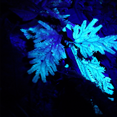 Exposition en forêts tropicales...