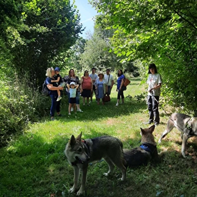 Randonnées avec les chiens-loups
