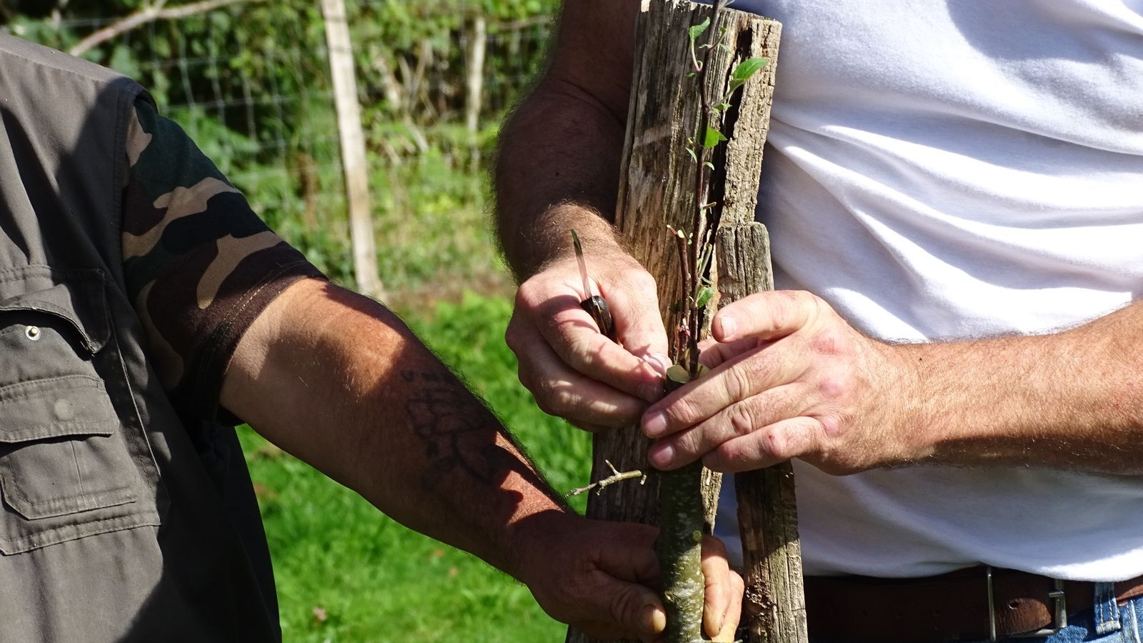 Stage verger : Greffe des arbres fruitiers