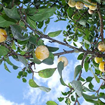 Route de la mirabelle - FALLON