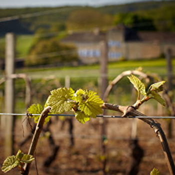 Masterclass - Initiation à la dégustation - OZENAY