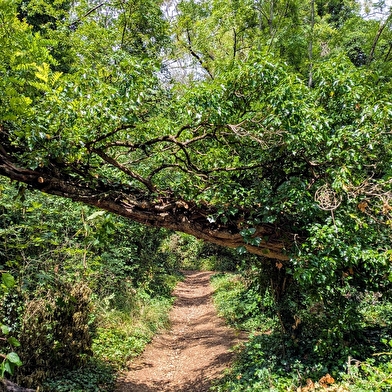 La fée des pelouses sèches vous invite dans son royaume