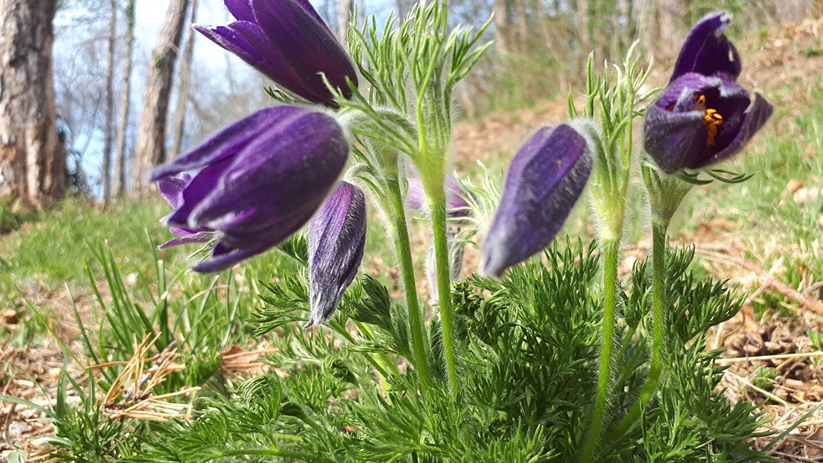 Randonnée : Les fleurs de printemps _ENS2026  'sur réservation'