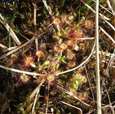 Réserve Naturelle Régionale des tourbières du bief du Nanchez
