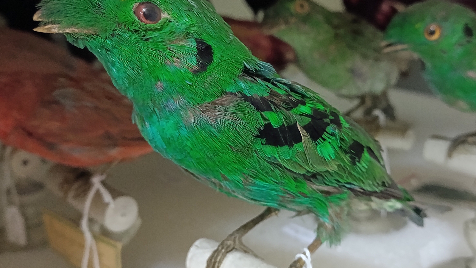 Mon oiseau exotique - Atelier pour les 7/12 ans