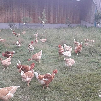 Le Charme des poulets d'ici - DEVAY