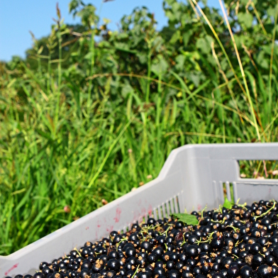 Lejay Lagoute, créateur de la crème de cassis