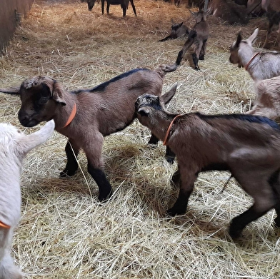 Visite d'une chèvrerie et traite des chèvres
