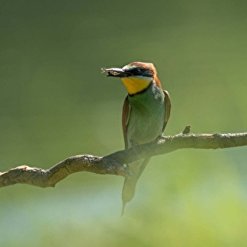 Les oiseaux au fil des saisons - GEVRY
