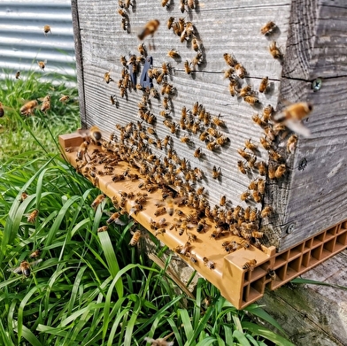 Les Coulisses du Terroir - Apiculteur