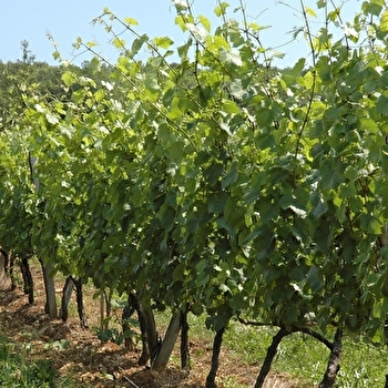 Le petit sentier des cabotes - LA ROCHE-VANNEAU